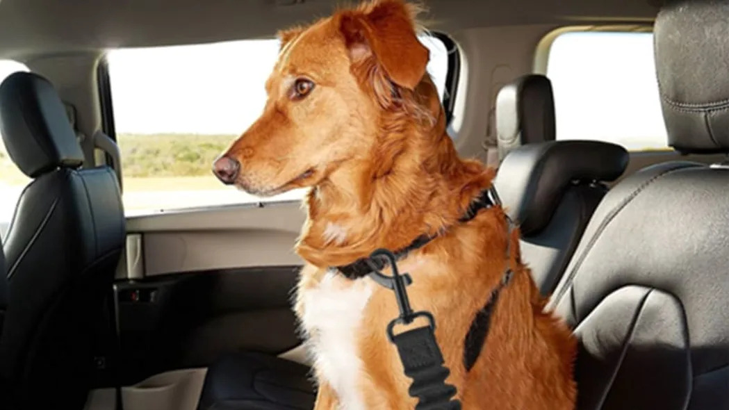 Cooyoo Dog Seat Belt 2