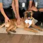 Tucson, a dog at a Hyundai dealer