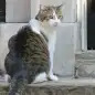 Larry, the 10 Downing Street cat and Chief Mouser to the...