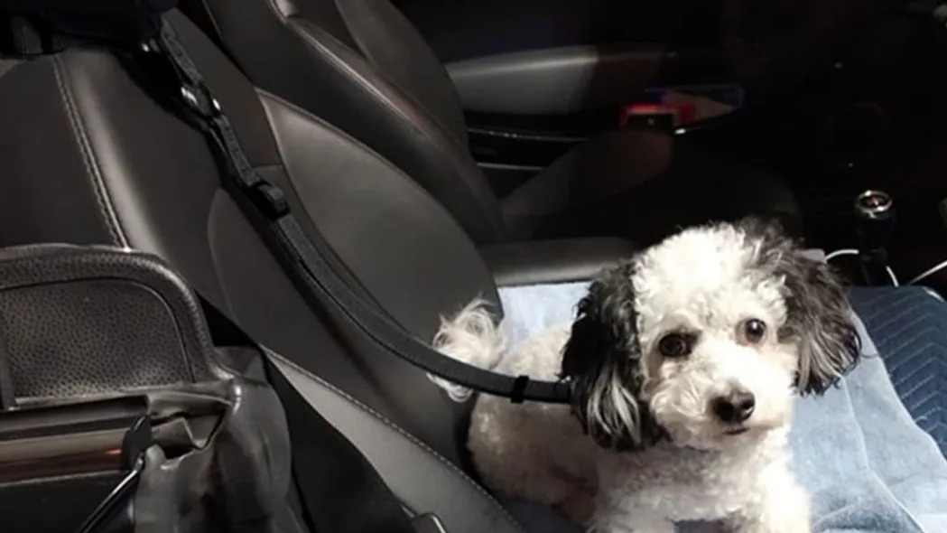 Bwogue Dog Cat Safety Seat Belt 2