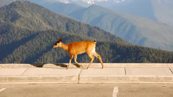 Tips For Avoiding Deer On The Road