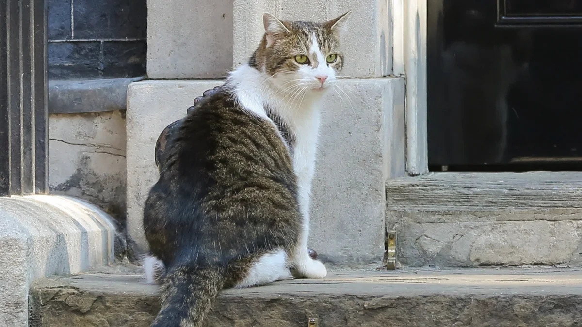 Larry, the 10 Downing Street cat and Chief Mouser to the...