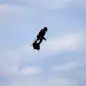 French inventor Franky Zapata arrives to Dover on a Flyboard during his second attempt to cross the English channel from Sangatte to Dover