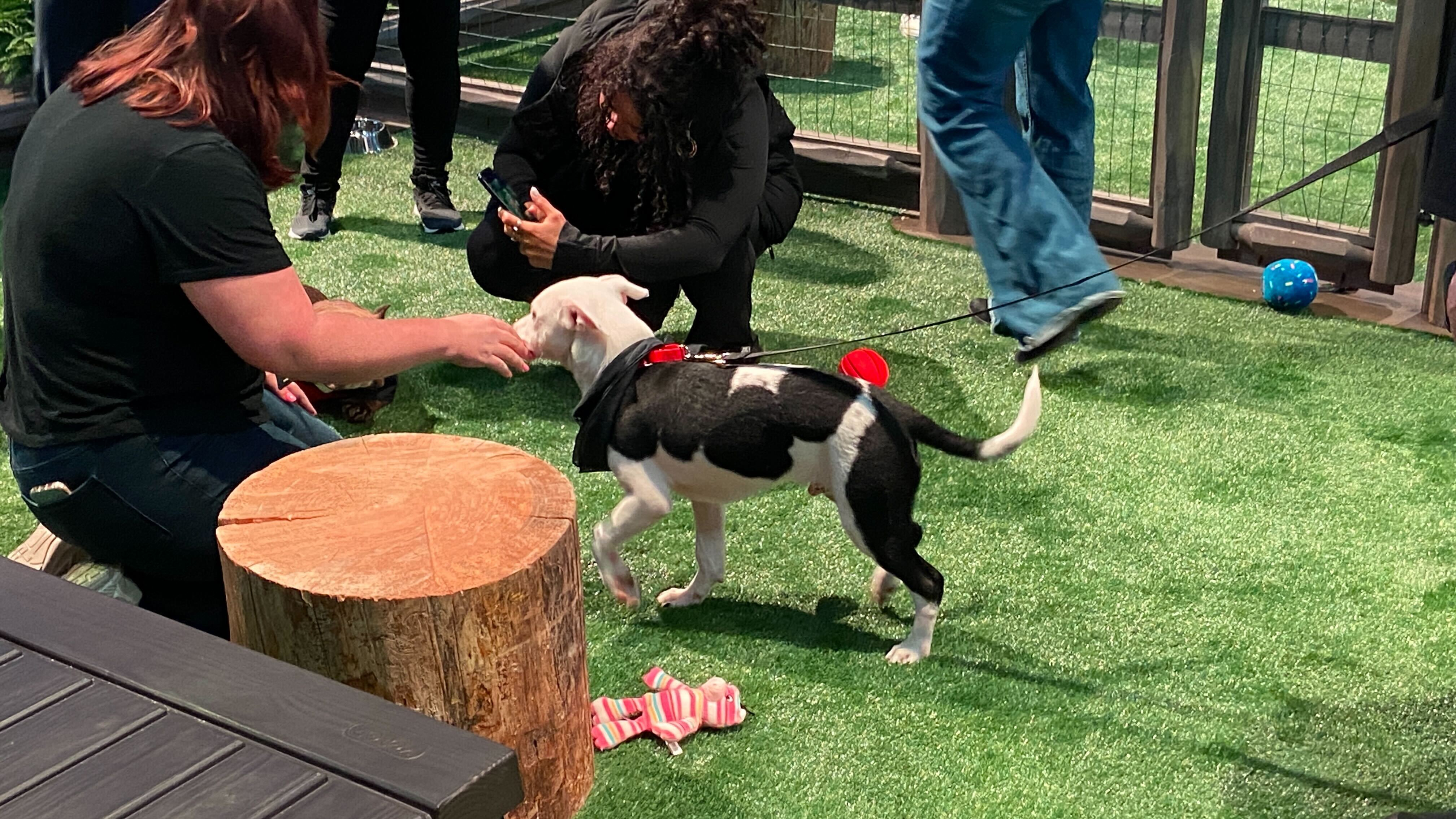 Dogs and Subarus at the NY Auto Show