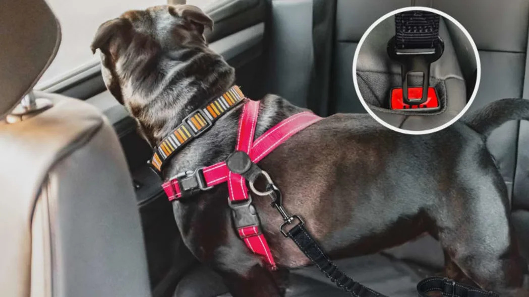 Wuglo Dog Seat Belt 2