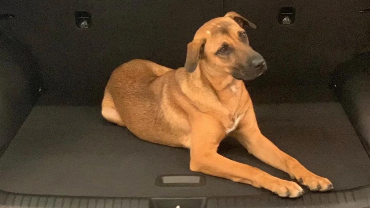 Tucson, a dog at a Hyundai dealer