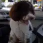 Faux-Paws: The Psychologist Poodle With A 'Fro