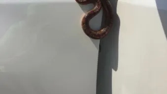 Florida dashboard snake