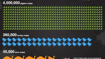 Smart bird poop infographic