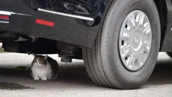 Larry the Downing Street cat halts Trump motorcade
